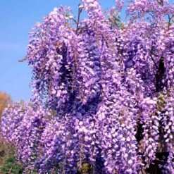 Japansk Blåregn Wisteria Floribunda Potte 2,0 Liter,- Opbundet