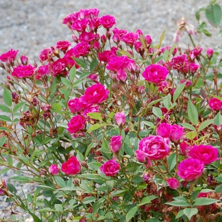 'Perla De Alcañada' Rosa X 'Perla De Alcañada' (Bunddækkerose) A-Kvalitet,- barrods roser min. 3 grene 'Perla De Alcañada' Rosa X 'Perla De Alcañada' (Bunddækkerose) A-Kvalitet,- Barrods Roser Min. 3 Grene -Plantetorvet p37509 53358 rosa x perla de alcanada bunddaekkerose fc2f