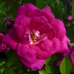 'Perla De Alcañada' Rosa X 'Perla De Alcañada' (Bunddækkerose) A-Kvalitet,- Barrods Roser Min. 3 Grene 4 'Perla De Alcañada' Rosa X 'Perla De Alcañada' (Bunddækkerose) A-Kvalitet,- Barrods Roser Min. 3 Grene -Plantetorvet p37509 53359 rosa x perla de alcanada bunddaekkerose 3268