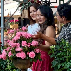 'The Most Beautiful'™ Rosa X 'The Most Beautiful'™ A-Kvalitet,- Barrods Roser Min. 3 Grene