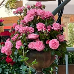 'The Most Beautiful'™ Rosa X 'The Most Beautiful'™ A-Kvalitet,- Barrods Roser Min. 3 Grene 4 'The Most Beautiful'™ Rosa X 'The Most Beautiful'™ A-Kvalitet,- Barrods Roser Min. 3 Grene -Plantetorvet p37510 53468 rosa x the most beautiful 9b23