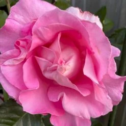 'Hella Joof'™ Rosa X 'Hella Joof'™ (Buketrose) A-Kvalitet,- Barrods Roser Min. 3 Grene