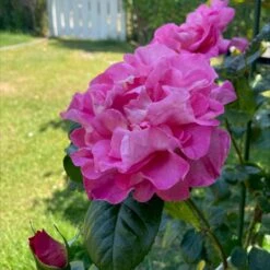 'Hella Joof'™ Rosa X 'Hella Joof'™ (Buketrose) A-Kvalitet,- Barrods Roser Min. 3 Grene -Plantetorvet p37514 53265 rosa x hella joof buketrose 8141