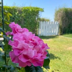 'Hella Joof'™ Rosa X 'Hella Joof'™ (Buketrose) A-Kvalitet,- Barrods Roser Min. 3 Grene -Plantetorvet p37514 53266 rosa x hella joof buketrose 626f