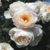 'Uetersener Klosterrose'® Rosa X 'Uetersener Klosterrose'® (Slyngrose) A-Kvalitet,- Barrods Roser Min. 3 Grene -Plantetorvet p37516 54044 rosa x uetersener klosterrose slyngrose 6a34