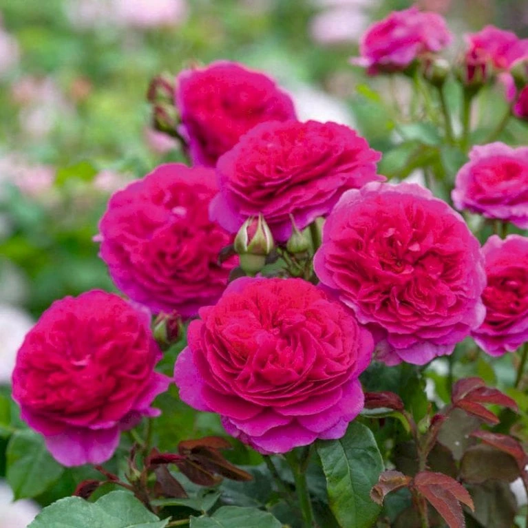 'Gabriel Oak'™ Rosa X 'Gabriel Oak'™ (Engelsk Rose) A-Kvalitet,- barrods roser min. 3 grene 'Gabriel Oak'™ Rosa X 'Gabriel Oak'™ (Engelsk Rose) A-Kvalitet,- Barrods Roser Min. 3 Grene -Plantetorvet p37518 52986 rosa x gabriel oak engelsk rose 6774