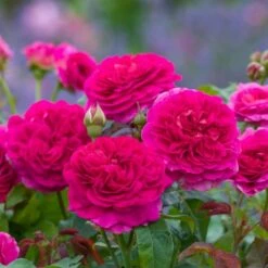 'Gabriel Oak'™ Rosa X 'Gabriel Oak'™ (Engelsk Rose) A-Kvalitet,- Barrods Roser Min. 3 Grene 6 'Gabriel Oak'™ Rosa X 'Gabriel Oak'™ (Engelsk Rose) A-Kvalitet,- Barrods Roser Min. 3 Grene -Plantetorvet p37518 52989 rosa x gabriel oak engelsk rose 9cd2