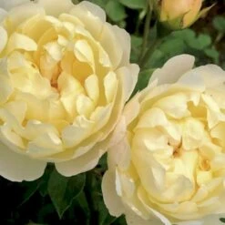 'Nye Bevan'® Rosa X 'Nye Bevan'® (Engelsk Rose) A-Kvalitet,- Barrods Roser Min. 3 Grene -Plantetorvet p37519 53069 rosa x nye bevan engelsk rose 86a4