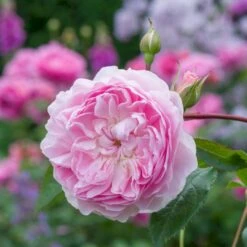'Silas Marner'™ Rosa X 'Silas Marner'™ (Engelsk Rose) A-Kvalitet,- Barrods Roser Min. 3 Grene -Plantetorvet p37520 53121 rosa x silas marner engelsk rose f8fb