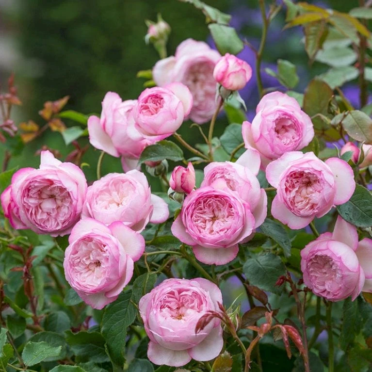 'The Mill On The Floss'™ Rosa X 'The Mill On The Floss'™ (Engelsk Rose) A-Kvalitet,- barrods roser min. 3 grene 'The Mill On The Floss'™ Rosa X 'The Mill On The Floss'™ (Engelsk Rose) A-Kvalitet,- Barrods Roser Min. 3 Grene -Plantetorvet p37521 53194 rosa x the mill on the floss engelsk rose 5864