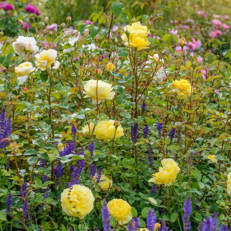 'The Poet's Wife' Rosa X 'The Poet's Wife' (Engelsk Rose) A-Kvalitet,- barrods roser min. 3 grene 'The Poet's Wife' Rosa X 'The Poet's Wife' (Engelsk Rose) A-Kvalitet,- Barrods Roser Min. 3 Grene -Plantetorvet p37522 53212 rosa x the poet s wife engelsk rose a17b