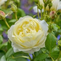 'Vanessa Bell'™ Rosa X 'Vanessa Bell'™ (Engelsk Rose) A-Kvalitet,- Barrods Roser Min. 3 Grene 6 'Vanessa Bell'™ Rosa X 'Vanessa Bell'™ (Engelsk Rose) A-Kvalitet,- Barrods Roser Min. 3 Grene -Plantetorvet p37523 53236 rosa x vanessa bell engelsk rose fbee