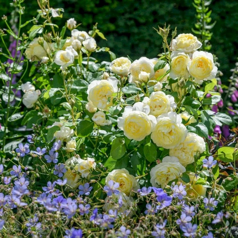 'Vanessa Bell'™ Rosa X 'Vanessa Bell'™ (Engelsk Rose) A-Kvalitet,- barrods roser min. 3 grene 'Vanessa Bell'™ Rosa X 'Vanessa Bell'™ (Engelsk Rose) A-Kvalitet,- Barrods Roser Min. 3 Grene -Plantetorvet p37523 53237 rosa x vanessa bell engelsk rose cc0a