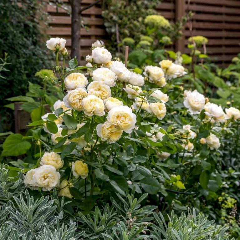 'Vanessa Bell'™ Rosa X 'Vanessa Bell'™ (Engelsk Rose) A-Kvalitet,- barrods roser min. 3 grene 'Vanessa Bell'™ Rosa X 'Vanessa Bell'™ (Engelsk Rose) A-Kvalitet,- Barrods Roser Min. 3 Grene -Plantetorvet p37523 53238 rosa x vanessa bell engelsk rose 0561