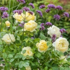 'Vanessa Bell'™ Rosa X 'Vanessa Bell'™ (Engelsk Rose) A-Kvalitet,- Barrods Roser Min. 3 Grene 9 'Vanessa Bell'™ Rosa X 'Vanessa Bell'™ (Engelsk Rose) A-Kvalitet,- Barrods Roser Min. 3 Grene -Plantetorvet p37523 53239 rosa x vanessa bell engelsk rose c0c6