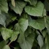 Kæmpe-Efeu Hedera Colchica Potte 2,0 Liter,- Opbundet 60-100 Cm -Plantetorvet p37572 50712 hedera colchica 0641