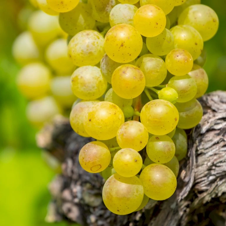 Vin 'Pusztatraube' Vitis Vinifera 'Pusztatraube' Potte 3,0 liter,- Opbundet 80-100 cm. Vin 'Pusztatraube' Vitis Vinifera 'Pusztatraube' Potte 3,0 Liter,- Opbundet 80-100 Cm. -Plantetorvet p37576 50737 vitis vinifera pusztatraube d7a7