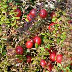 Vild Tranebær Vaccinium Oxycoccus 10 Cm. Potte -Plantetorvet p37595 50857 vaccinium oxycoccus 05ca