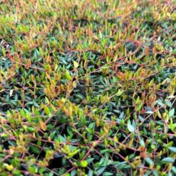 Vild Tranebær Vaccinium Oxycoccus 10 Cm. Potte -Plantetorvet p37595 51183 vaccinium oxycoccus 5151