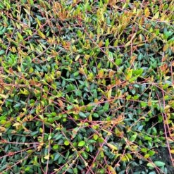 Vild Tranebær Vaccinium Oxycoccus 10 Cm. Potte -Plantetorvet p37595 51184 vaccinium oxycoccus 4eb3