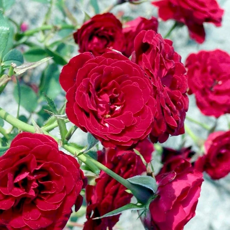 'Velvet Cover'® Rosa X 'Velvet Cover'® (Bunddækkerose) A-Kvalitet,- barrods roser min. 3 grene 'Velvet Cover'® Rosa X 'Velvet Cover'® (Bunddækkerose) A-Kvalitet,- Barrods Roser Min. 3 Grene -Plantetorvet p375 52022 rosa x velvet cover bunddaekkerose 561d