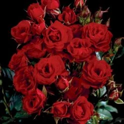 'Velvet Cover'® Rosa X 'Velvet Cover'® (Bunddækkerose) A-Kvalitet,- Barrods Roser Min. 3 Grene 5 'Velvet Cover'® Rosa X 'Velvet Cover'® (Bunddækkerose) A-Kvalitet,- Barrods Roser Min. 3 Grene -Plantetorvet p375 52023 rosa x velvet cover bunddaekkerose c3b1