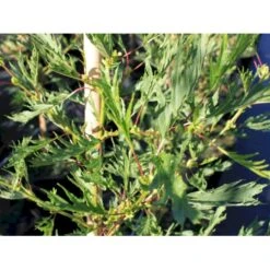 Rød-el 'Pyramidalis' Alnus Glutinosa 'Pyramidalis' 275-300 Cm Med Potte, 10L