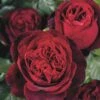 'Admiral'® Rosa X 'Admiral'® (Storblomstrende) A-Kvalitet,- Barrods Roser Min. 3 Grene -Plantetorvet p37625 54005 rosa x admiral storblomstrende e86a
