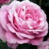 'Desirée'® Rosa X 'Desirée'® (Storblomstrende) A-Kvalitet,- Barrods Roser Min. 3 Grene