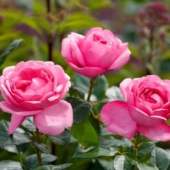 'Desirée'® Rosa X 'Desirée'® (Storblomstrende) A-Kvalitet,- Barrods Roser Min. 3 Grene -Plantetorvet p37626 53970 rosa x desiree storblomstrende 1dee