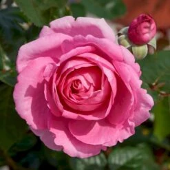 'Millie Rose' Rosa X 'Millie Rose' (Storblomstrende) A-Kvalitet,- Barrods Roser Min. 3 Grene -Plantetorvet p37627 53456 rosa x millie rose storblomstrende 6d80