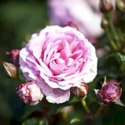 'Millie Rose' Rosa X 'Millie Rose' (Storblomstrende) A-Kvalitet,- Barrods Roser Min. 3 Grene -Plantetorvet p37627 53459 rosa x millie rose storblomstrende b4b4