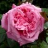 'Romina'® Rosa X 'Romina'® (Storblomstrende) A-Kvalitet,- Barrods Roser Min. 3 Grene -Plantetorvet p37629 53346 rosa x romina storblomstrende 02c7