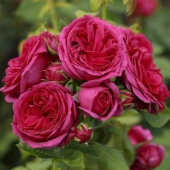 'Sophie Luise'® Rosa X 'Sophie Luise'® (Storblomstrende) A-Kvalitet,- Barrods Roser Min. 3 Grene 4 'Sophie Luise'® Rosa X 'Sophie Luise'® (Storblomstrende) A-Kvalitet,- Barrods Roser Min. 3 Grene -Plantetorvet p37631 53991 rosa x sophie luise storblomstrende ddef