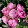 'Norwegian Girl' Rosa X 'Norwegian Girl' (buketrose) A-Kvalitet,- Barrods Roser Min. 3 Grene 2 'Norwegian Girl' Rosa X 'Norwegian Girl' (buketrose) A-Kvalitet,- Barrods Roser Min. 3 Grene -Plantetorvet p37633 53357 rosa x norwegian girl miniature rose 9677