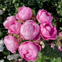 'Norwegian Girl' Rosa X 'Norwegian Girl' (buketrose) A-Kvalitet,- Barrods Roser Min. 3 Grene