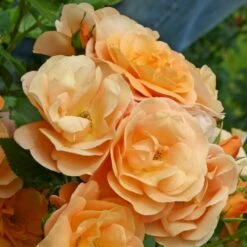 'Portoroz'® Rosa X 'Portoroz'® (Storblomstrende) A-Kvalitet,- Barrods Roser Min. 3 Grene