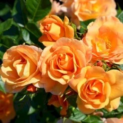 'Portoroz'® Rosa X 'Portoroz'® (Storblomstrende) A-Kvalitet,- Barrods Roser Min. 3 Grene 4 'Portoroz'® Rosa X 'Portoroz'® (Storblomstrende) A-Kvalitet,- Barrods Roser Min. 3 Grene -Plantetorvet p37634 53626 rosa x portoroz storblomstrende 7729