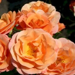 'Portoroz'® Rosa X 'Portoroz'® (Storblomstrende) A-Kvalitet,- Barrods Roser Min. 3 Grene 5 'Portoroz'® Rosa X 'Portoroz'® (Storblomstrende) A-Kvalitet,- Barrods Roser Min. 3 Grene -Plantetorvet p37634 53627 rosa x portoroz storblomstrende d732