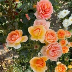 'Ulf Pilgaard'™ Rosa X 'Ulf Pilgaard'™ (Buketrose) A-Kvalitet,- Barrods Roser Min. 3 Grene 6 'Ulf Pilgaard'™ Rosa X 'Ulf Pilgaard'™ (Buketrose) A-Kvalitet,- Barrods Roser Min. 3 Grene -Plantetorvet p37637 53273 rosa x ulf pilgaard buketrose 75f5