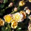 'Yellow Fairy'® Rosa X 'Yellow Fairy'® (Bunddækkende) A-Kvalitet,- Barrods Roser Min. 3 Grene 1 'Yellow Fairy'® Rosa X 'Yellow Fairy'® (Bunddækkende) A-Kvalitet,- Barrods Roser Min. 3 Grene -Plantetorvet p37638 51751 rosa x yellow fairy bunddaekkende a2be