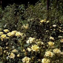 'Yellow Fairy'® Rosa X 'Yellow Fairy'® (Bunddækkende) A-Kvalitet,- Barrods Roser Min. 3 Grene 4 'Yellow Fairy'® Rosa X 'Yellow Fairy'® (Bunddækkende) A-Kvalitet,- Barrods Roser Min. 3 Grene -Plantetorvet p37638 51752 rosa x yellow fairy bunddaekkende bf23