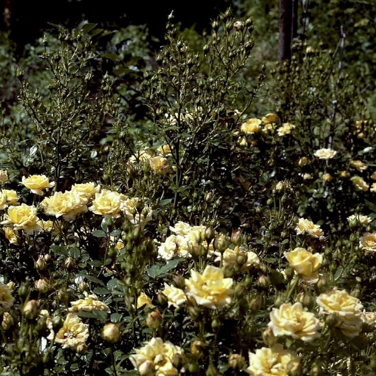 'Yellow Fairy'® Rosa X 'Yellow Fairy'® (Bunddækkende) A-Kvalitet,- barrods roser min. 3 grene 'Yellow Fairy'® Rosa X 'Yellow Fairy'® (Bunddækkende) A-Kvalitet,- Barrods Roser Min. 3 Grene -Plantetorvet p37638 51752 rosa x yellow fairy bunddaekkende bf23