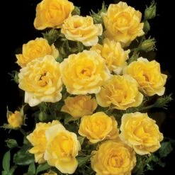 'Yellow Fairy'® Rosa X 'Yellow Fairy'® (Bunddækkende) A-Kvalitet,- Barrods Roser Min. 3 Grene 5 'Yellow Fairy'® Rosa X 'Yellow Fairy'® (Bunddækkende) A-Kvalitet,- Barrods Roser Min. 3 Grene -Plantetorvet p37638 51753 rosa x yellow fairy bunddaekkende 0617