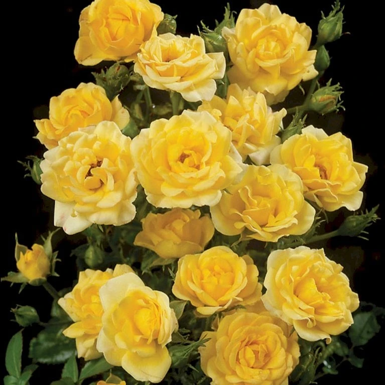 'Yellow Fairy'® Rosa X 'Yellow Fairy'® (Bunddækkende) A-Kvalitet,- barrods roser min. 3 grene 'Yellow Fairy'® Rosa X 'Yellow Fairy'® (Bunddækkende) A-Kvalitet,- Barrods Roser Min. 3 Grene -Plantetorvet p37638 51753 rosa x yellow fairy bunddaekkende 0617