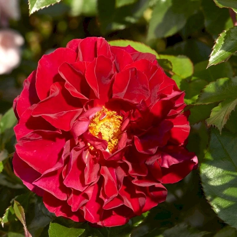 'Farruca'™ Rosa X 'Farruca'™ (Slyngrose) A-Kvalitet,- barrods roser min. 3 grene 'Farruca'™ Rosa X 'Farruca'™ (Slyngrose) A-Kvalitet,- Barrods Roser Min. 3 Grene -Plantetorvet p37639 52222 rosa x farruca slyngrose 5c59