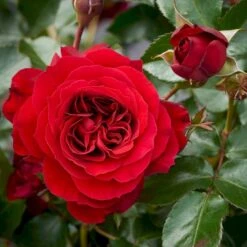'Farruca'™ Rosa X 'Farruca'™ (Slyngrose) A-Kvalitet,- Barrods Roser Min. 3 Grene 4 'Farruca'™ Rosa X 'Farruca'™ (Slyngrose) A-Kvalitet,- Barrods Roser Min. 3 Grene -Plantetorvet p37639 52223 rosa x farruca slyngrose 0afc