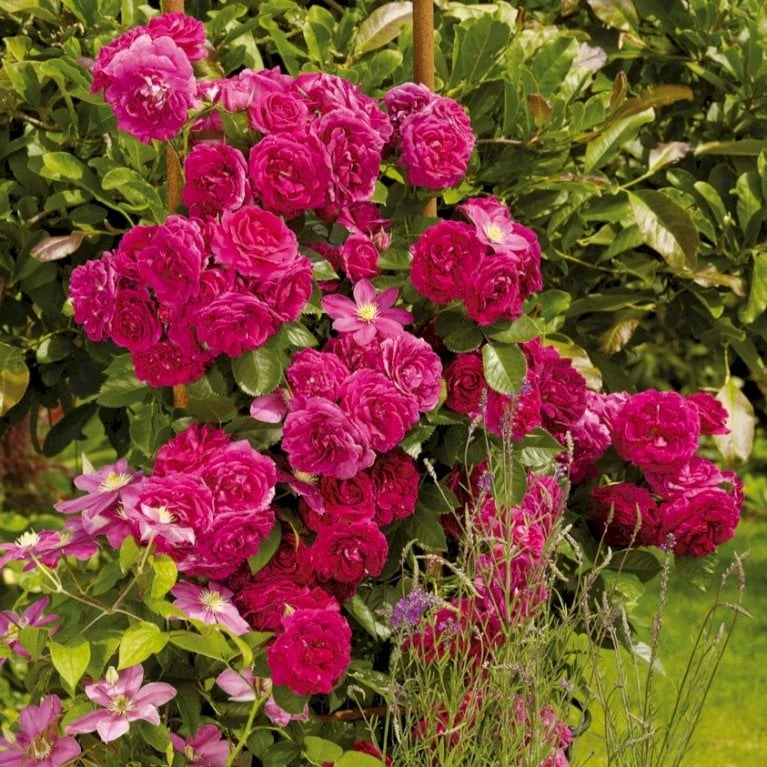 'Kolo'™ Rosa X 'Kolo'™ (Slyngrose) A-Kvalitet,- barrods roser min. 3 grene 'Kolo'™ Rosa X 'Kolo'™ (Slyngrose) A-Kvalitet,- Barrods Roser Min. 3 Grene -Plantetorvet p37640 52230 rosa x kolo slyngrose d23c