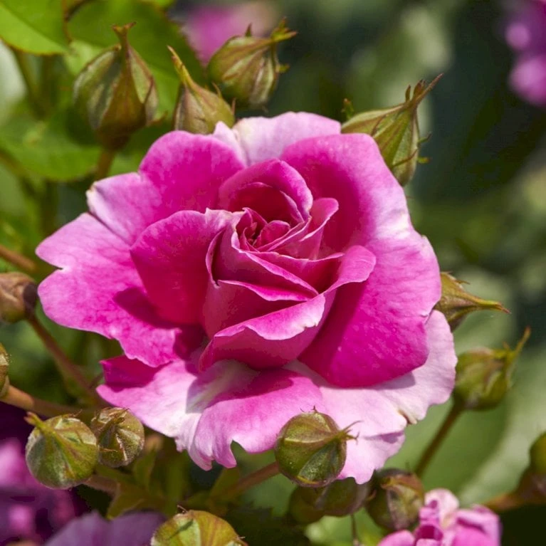 'Kolo'™ Rosa X 'Kolo'™ (Slyngrose) A-Kvalitet,- barrods roser min. 3 grene 'Kolo'™ Rosa X 'Kolo'™ (Slyngrose) A-Kvalitet,- Barrods Roser Min. 3 Grene -Plantetorvet p37640 52231 rosa x kolo slyngrose 0684