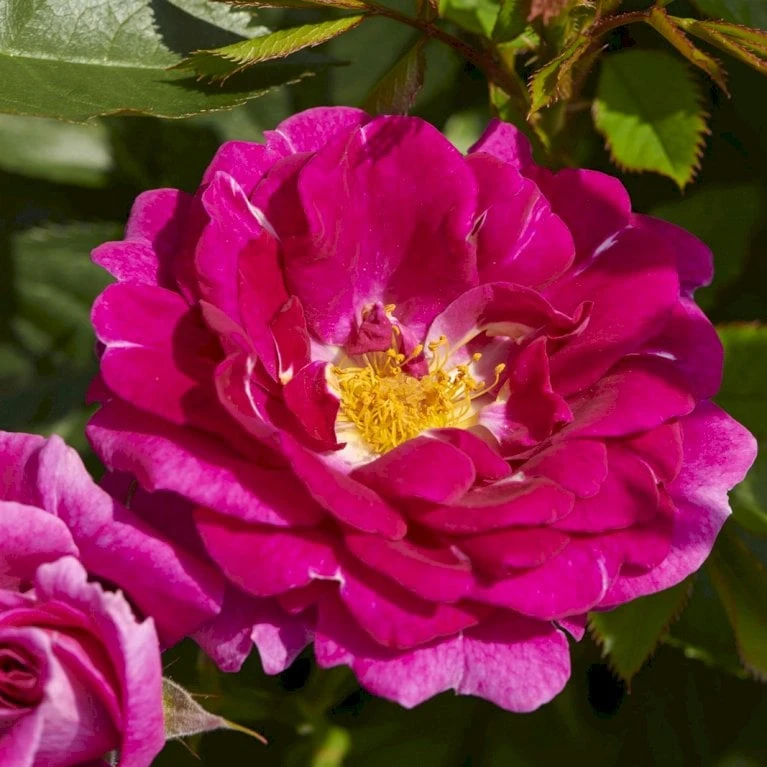 'Kolo'™ Rosa X 'Kolo'™ (Slyngrose) A-Kvalitet,- barrods roser min. 3 grene 'Kolo'™ Rosa X 'Kolo'™ (Slyngrose) A-Kvalitet,- Barrods Roser Min. 3 Grene -Plantetorvet p37640 52232 rosa x kolo slyngrose c6d8